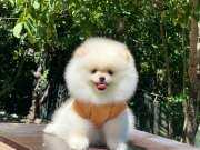 Ayıcık Surat Pomeranian Boo