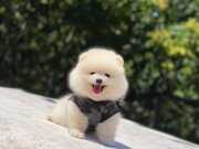 Oyuncak Surat Pomeranian Boo Yavrumuz