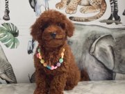 Tuvalet Eğitimli Dişi Redd Brown Toy Poodle