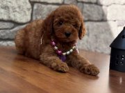 Dişi ve Erkek Toy Poodle Bebekler