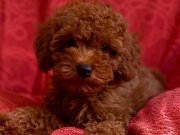 Anne Altından Red Brown Toy Poodle 