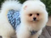 Ayıcık Surat Pomeranian Boo