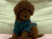 Safkan Red Brown Toy Poodle