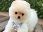 Ayıcık Surat Pomeranian Boo Miniğimiz