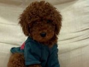 Anne Altından Safkan Toy Poodle