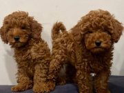 Safkan Red Brown Toy Poodle Yavrular
