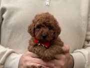 Red Brown Toy Poodle 