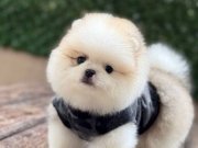 Ayıcık Surat Pomeranian Boo Yavruları | Evinize Neşe Katacak Küçük Dostlar