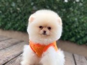 Dişi Teddy Bear Pomeranian Boo Yavrumuz