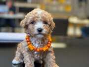 Poodle Kalitesinde Maltipoo Bebekler
