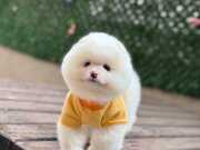 Ayıcık Surat Dişi Pomeranian Boo yavrumuz 