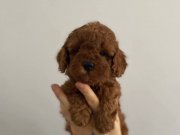 Safkan Red Brown Dişi Toy Poodle 