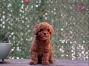 Red Brown Toy Poodle Yavrular