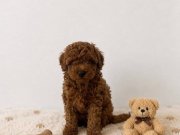 Red Brown Toy Poodle Bebekler