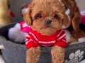 Kore Kan Bebek Surat Maltipoo