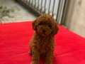 Anne Altından Red Brown Toy Poodle
