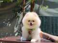 Ayıcık Surat Pomeranian Boo