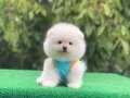 Ayıcık Surat Pomeranian Boo Yavrumuz
