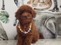 Tuvalet Eğitimli Dişi Redd Brown Toy Poodle