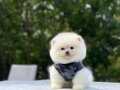 Teacup Pomeranian Boo Bebekler