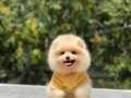 Dili Ayıcık Surat Pomeranian Boo