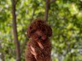 Tuvalet Eğitimli Dişi Red Brown Toy Poodle 