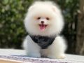 Oyuncak Görünümlü Pomeranian Boo