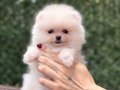 Teacup Kar Beyaz Dişi Pomeranian Boo