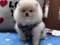 Ayıcık Surat Pomeranian Boo 