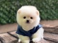 Oyuncak Surat Pomeranian Boo