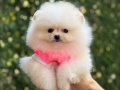 Teacup Dişi Pomeranian Boo