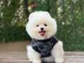 Ayıcık Surat Pomeranian Boo Yavrumuz 