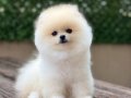 Ayıcık Surat Pomeranian Boo Yavrularımız