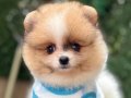 Oyuncak Görünümlü Pomeranian Boo Yavrumuz