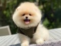 Ayıcık Surat Pomeranian Boo Minikler