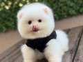 Teacup Kar Beyaz Pomeranian Boo Bebekler