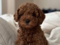 Aşılı Red brown Toy Poodle