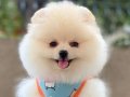 Teacup Pomeranian Boo Yavrumuz 