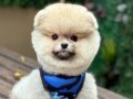 Ayıcık Surat Pomeranian Boo