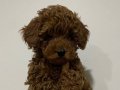 Orjinal Red Brown Aşılı Toy Poodle 
