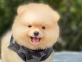 Teacup Pomeranian Boo Yavrumuz