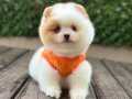 Renkli Gözlü Dişi Pomeranian Boo Yavrumuz