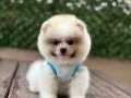 Oyuncak Surat Pomeranian Boo Yavrumuz 