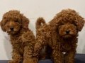 Red Brown Safkan Toy Poodle Yavrular
