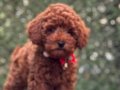 Safkan Red Brown Toy Poodle 