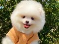Ayıcık Surat Pomeranian Boo Yavrumuz