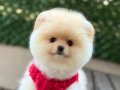 Dişi Ayıcık Surat Pomeranian Boo