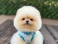 Orjinal Teddy Face Pomeranian Boo