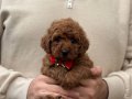Red Brown Toy Poodle 