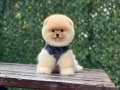 Ayıcık Surat Pomeranian Boo Yavrular